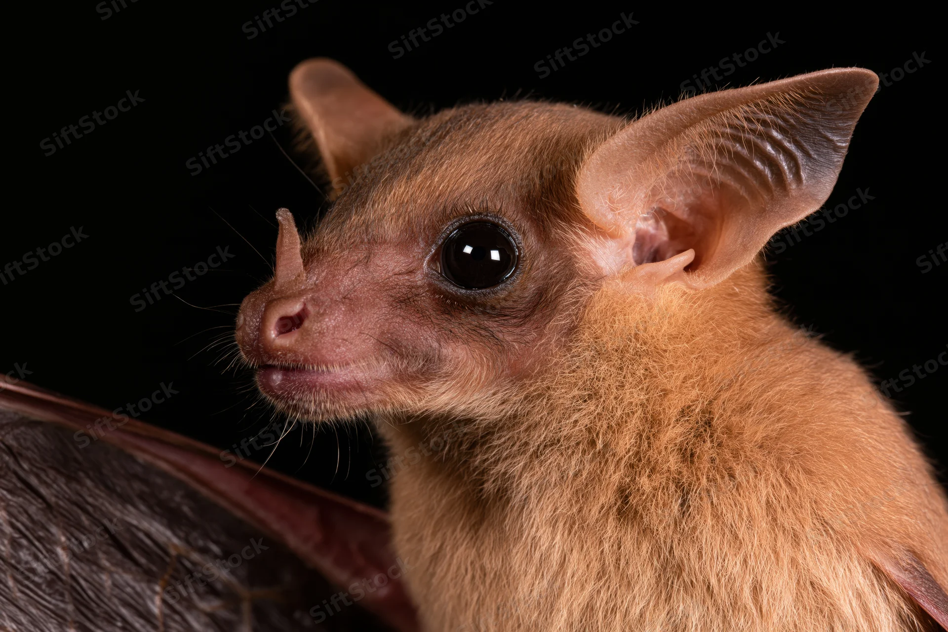 Close-up portrait of an egyptian fruit bat facing slightly left against black background