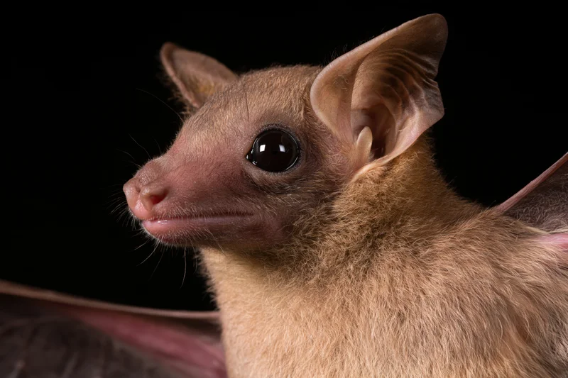 Close-up portrait of an egyptian fruit bat facing slightly left against black background