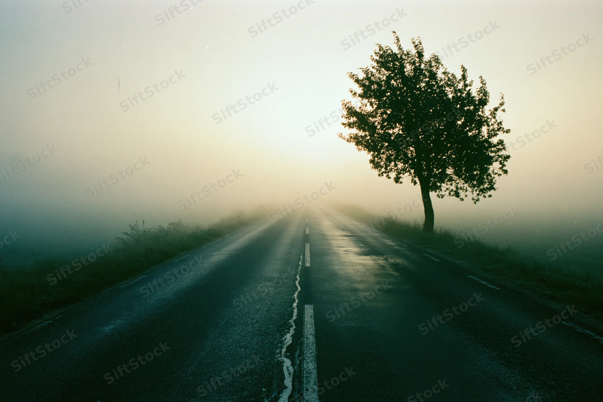 Empty two-lane rural road disappearing into dense fog with a solitary tree on the side at dawn