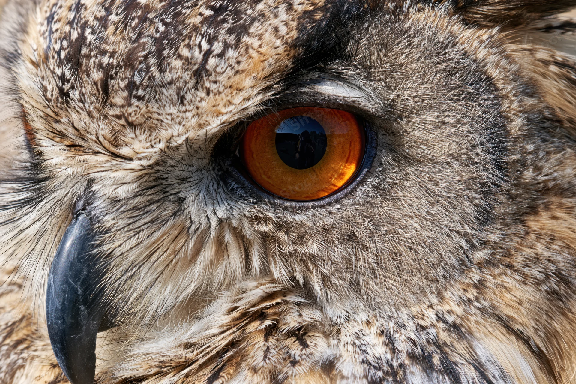Closeup of eurasian eagle-owl face showing intense orange eye and detailed feathers