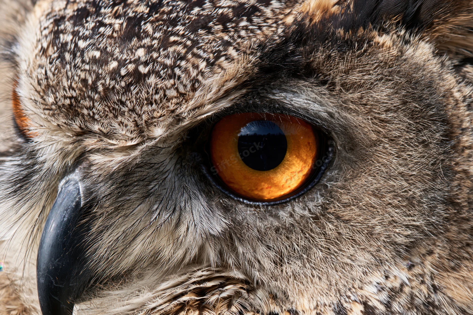 Closeup of eurasian eagle-owl face showing intense orange eye and detailed feathers