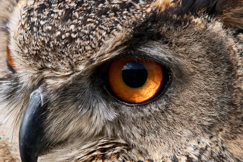 Closeup of eurasian eagle-owl face showing intense orange eye and detailed feathers