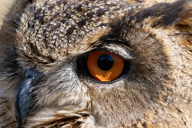 Closeup of eurasian eagle-owl face showing intense orange eye and detailed feathers