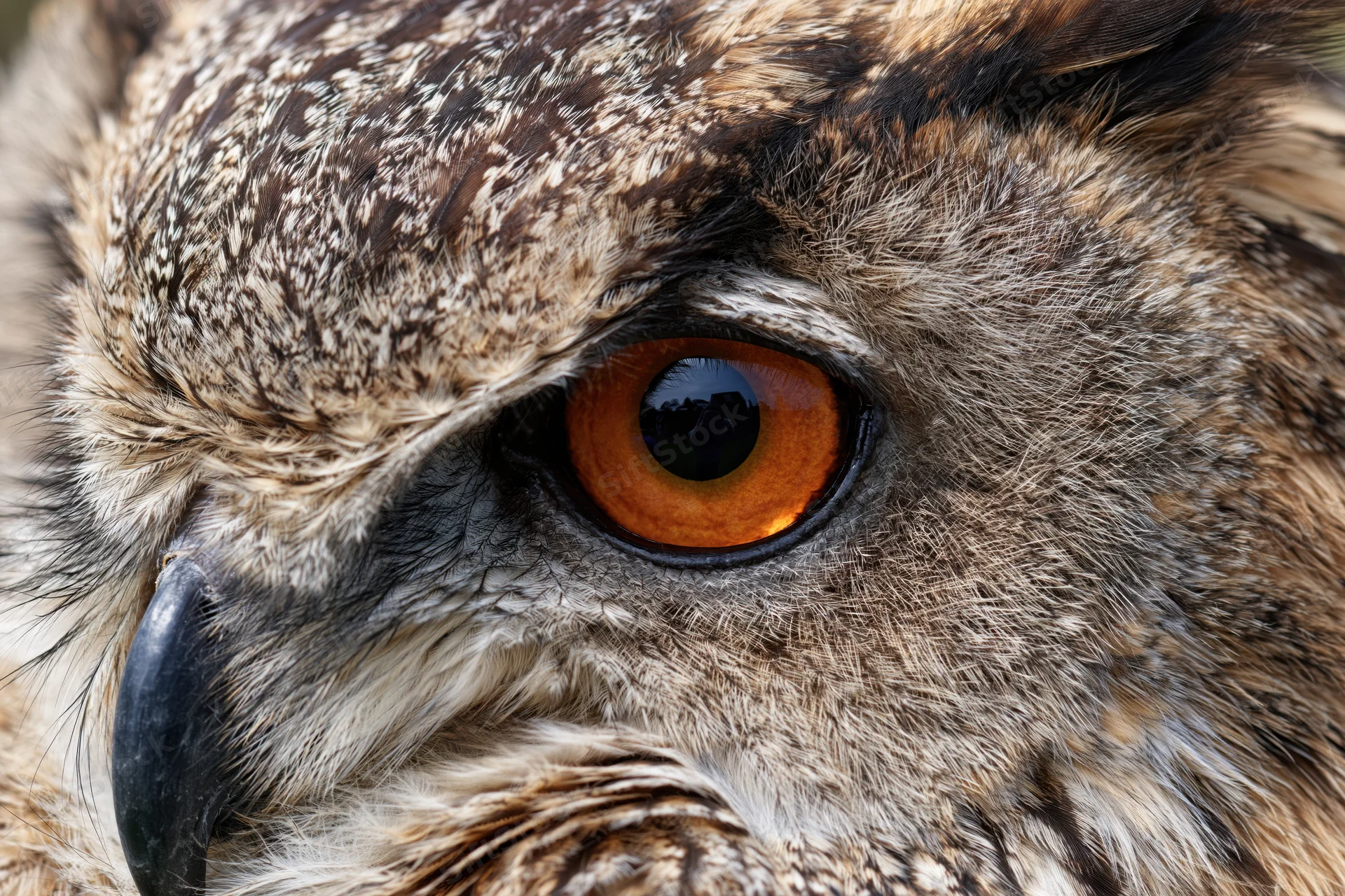 Closeup of eurasian eagle-owl face showing intense orange eye and detailed feathers