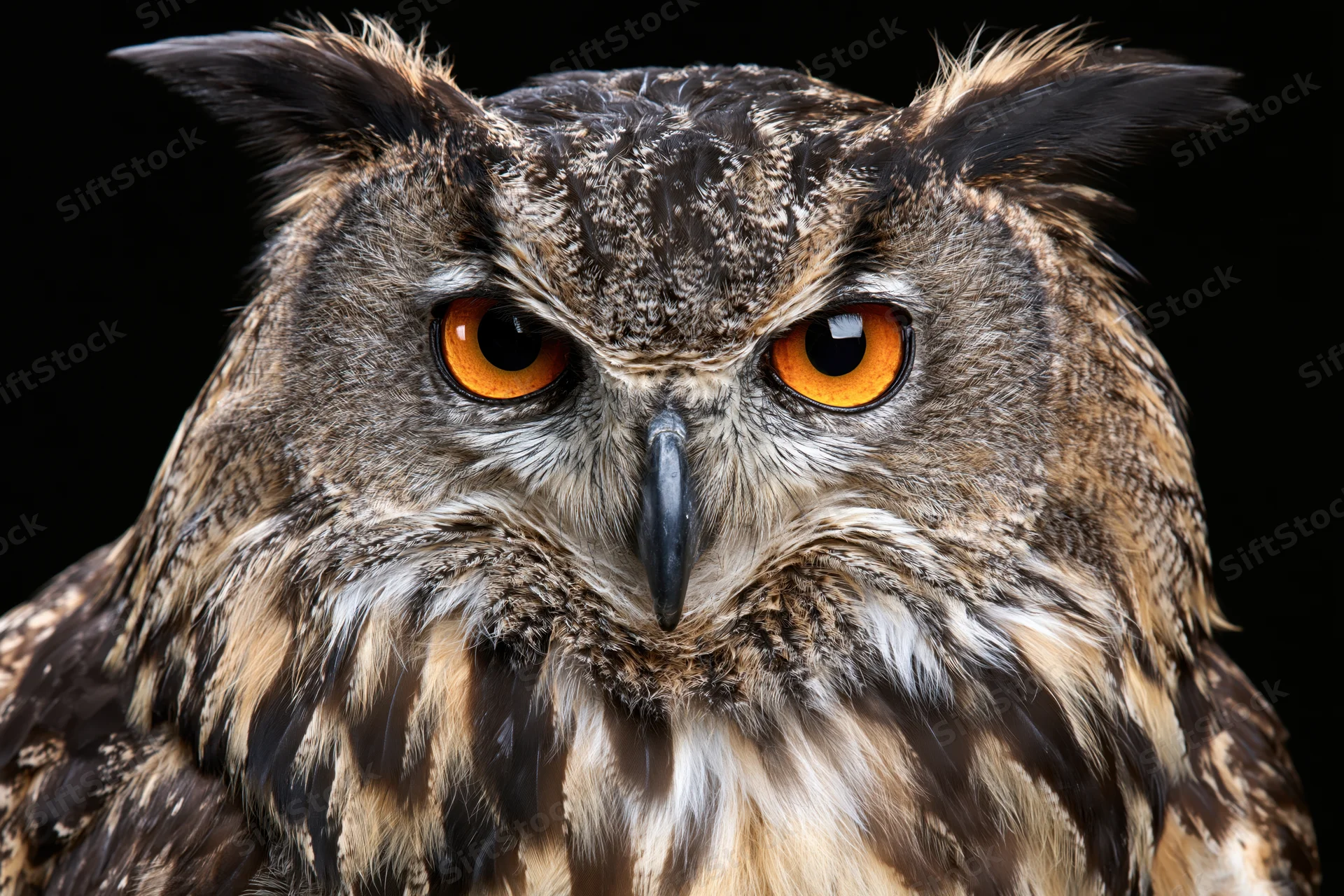 Eurasian eagle-owl facing forward with intense amber eyes against black background