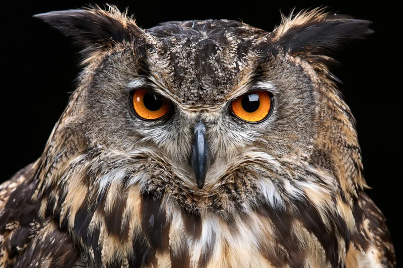 Eurasian eagle-owl facing forward with intense amber eyes against black background