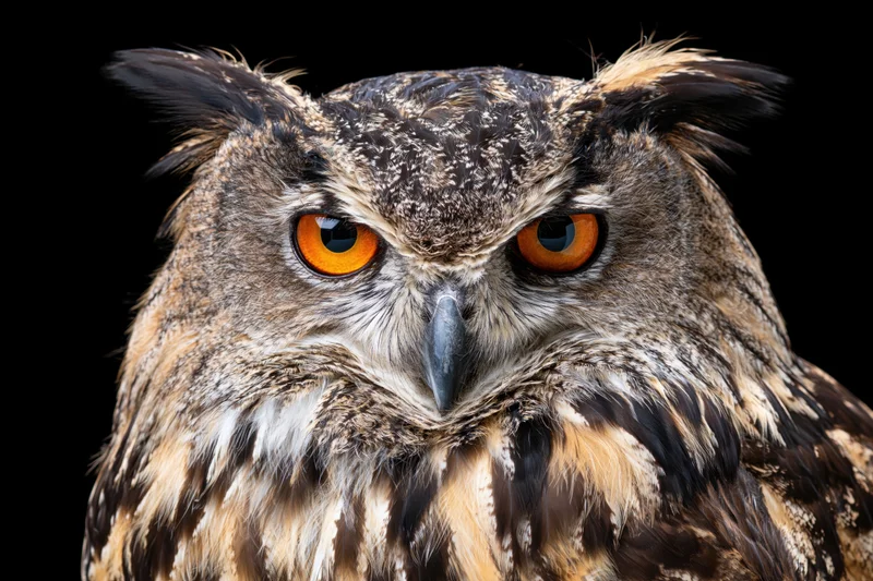 Eurasian eagle-owl facing forward with intense amber eyes against black background