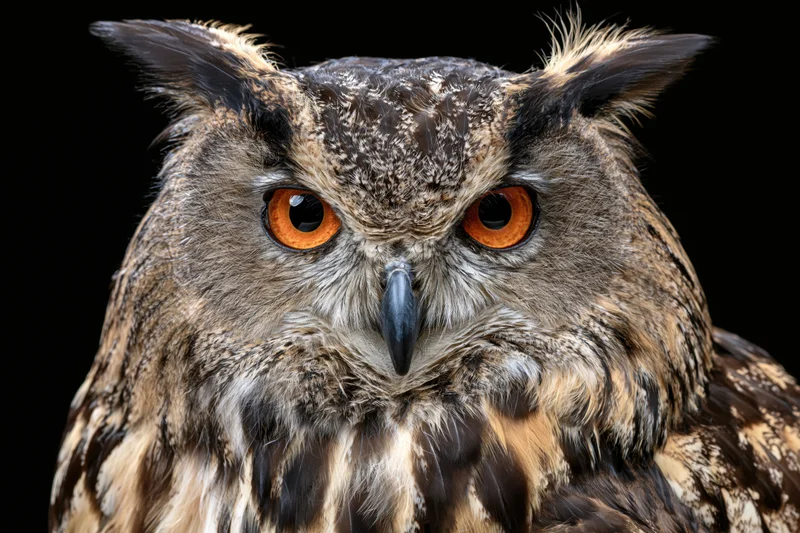 Eurasian eagle-owl facing forward with intense amber eyes against black background