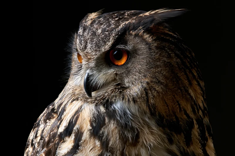 Eurasian eagle-owl in closeup portrait with intense amber-orange eyes against dark background