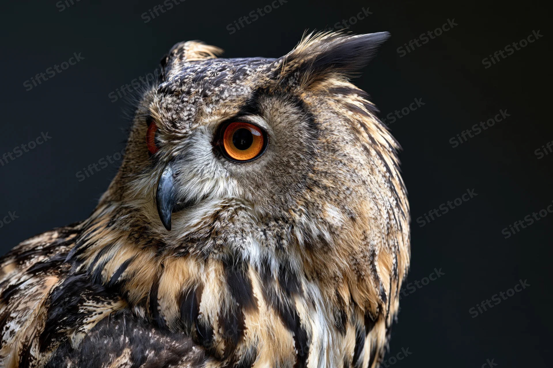 Closeup portrait of a eurasian eagle-owl facing slightly left with intense amber-orange eyes