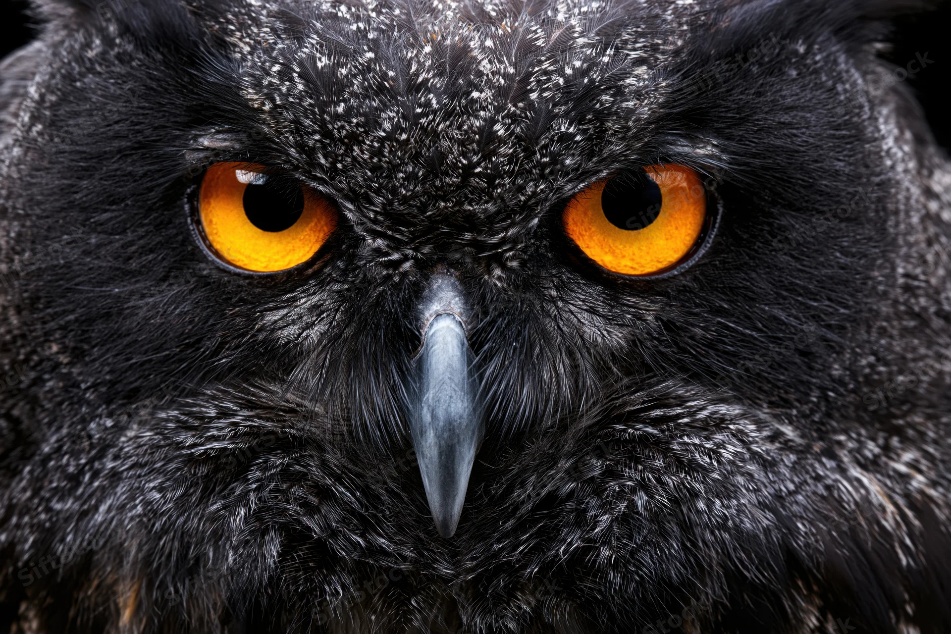 Extreme closeup of eurasian eagle-owl face with intense orange eyes and dark feathers facing camera