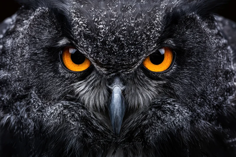 Extreme close-up of a eurasian eagle-owl facing the camera with intense orange eyes and dark feathers