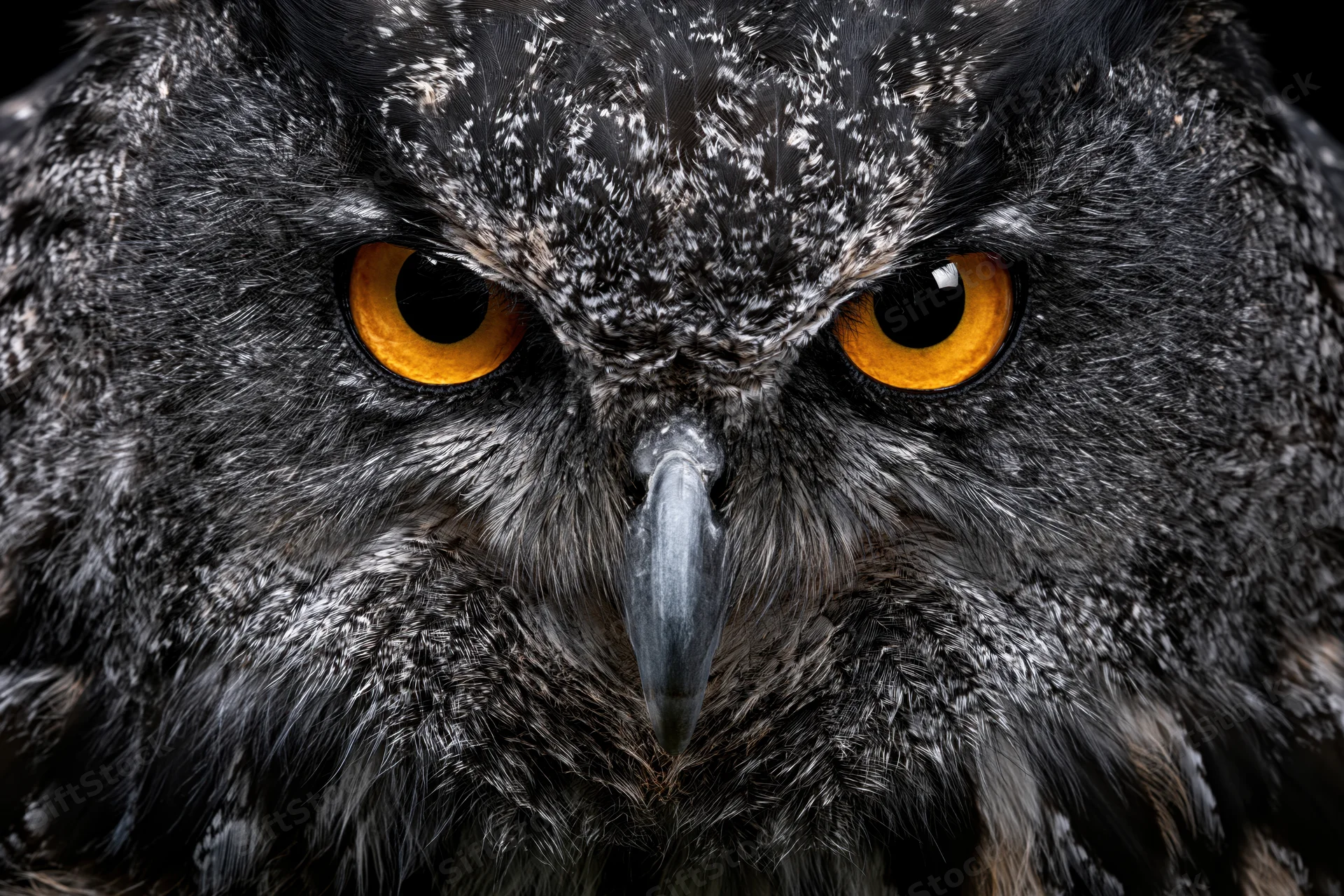 Eurasian eagle-owl facing camera in extreme close-up with intense orange eyes and dark feathered face
