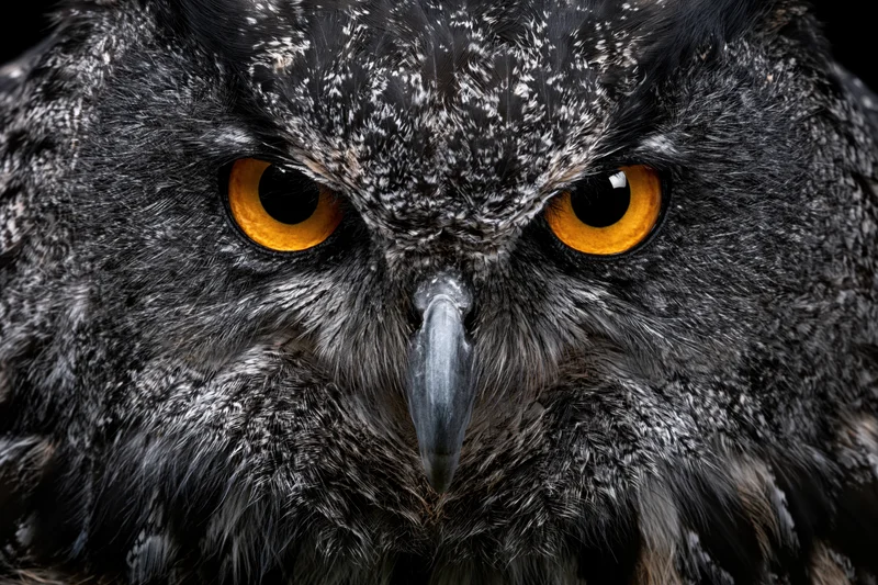 Eurasian eagle-owl facing camera in extreme close-up with intense orange eyes and dark feathered face