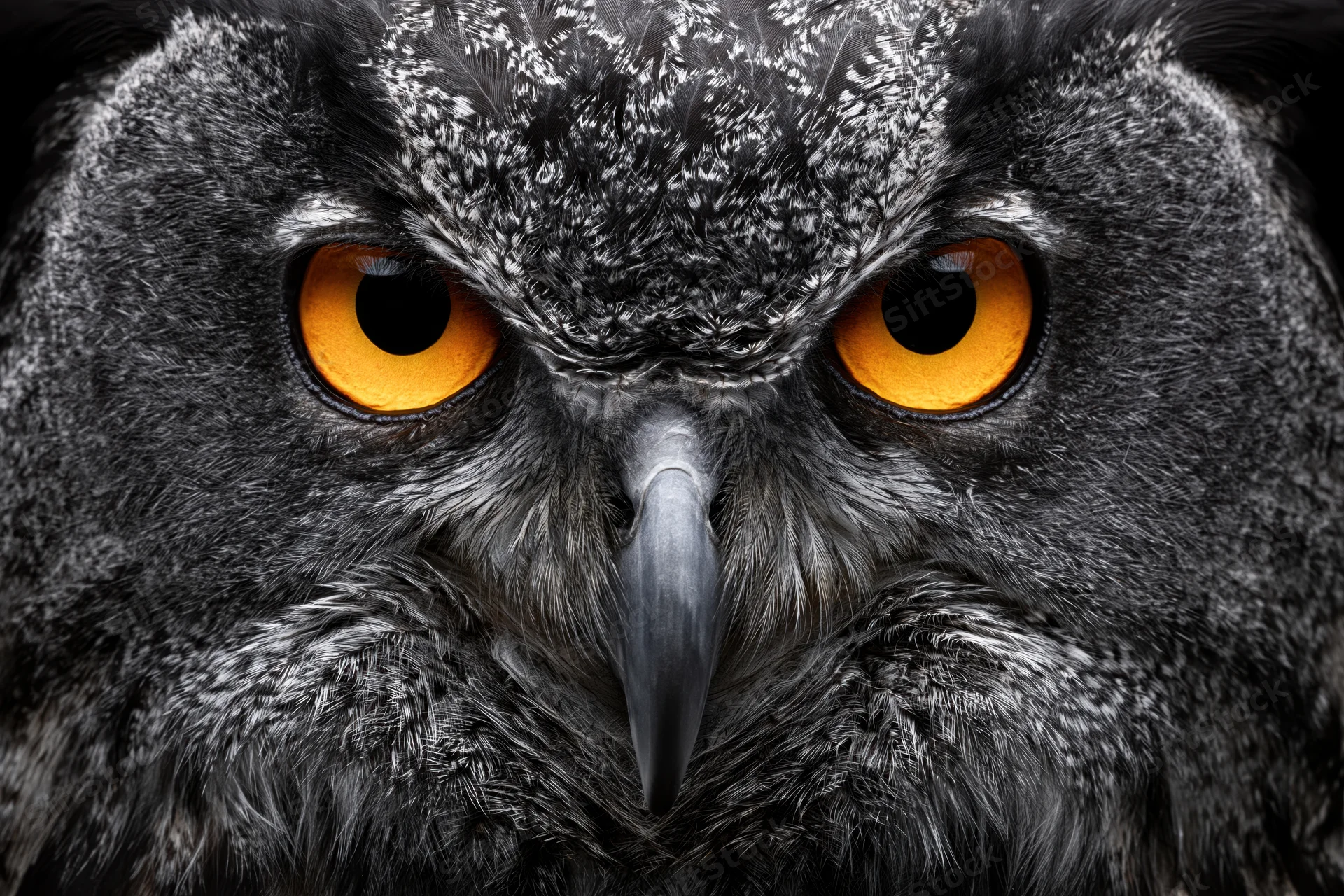 Extreme close-up of a eurasian eagle-owl facing the camera with intense orange eyes and detailed gray feathers