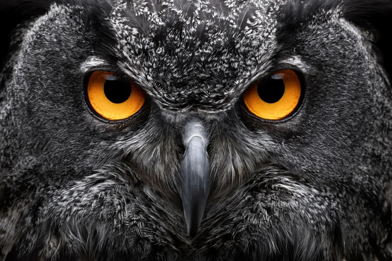 Extreme close-up of a eurasian eagle-owl facing the camera with intense orange eyes and detailed gray feathers