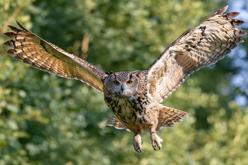 Eurasian eagle-owl flying toward camera with wings spread in forest setting