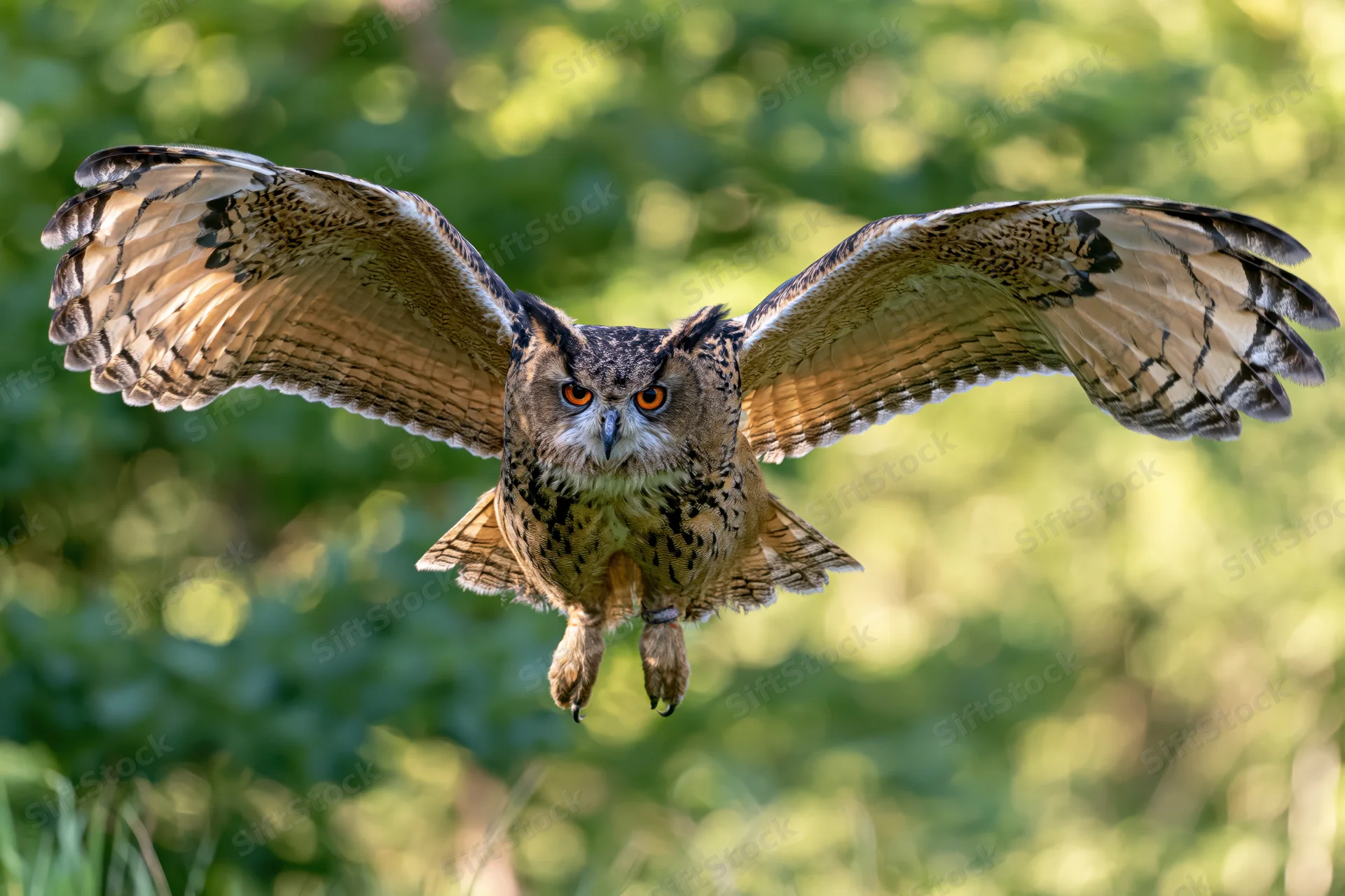Owl flying directly toward camera with wings spread in forest setting