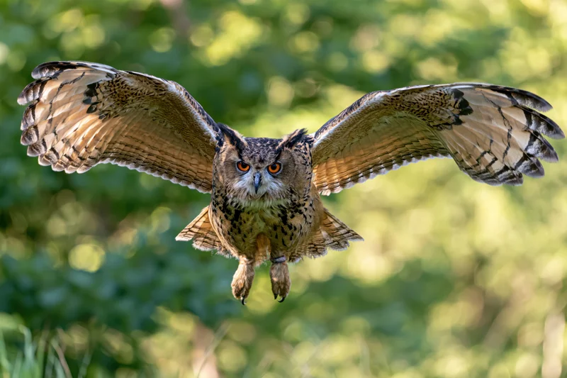 Owl flying directly toward camera with wings spread in forest setting
