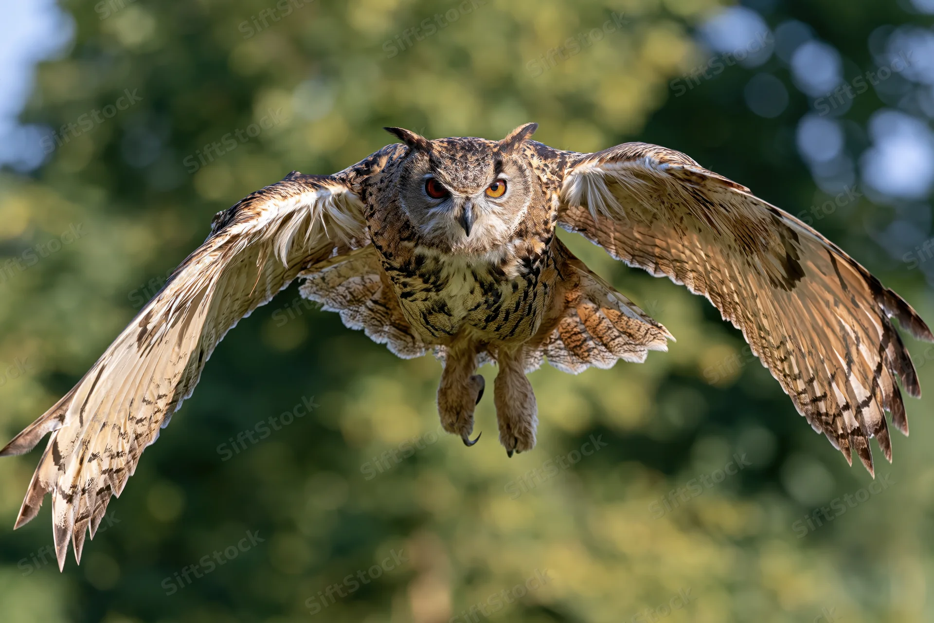 Eurasian eagle-owl in flight with wings spread toward camera over green foliage