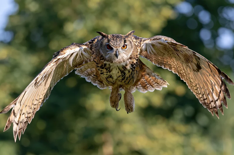 Eurasian eagle-owl in flight with wings spread toward camera over green foliage
