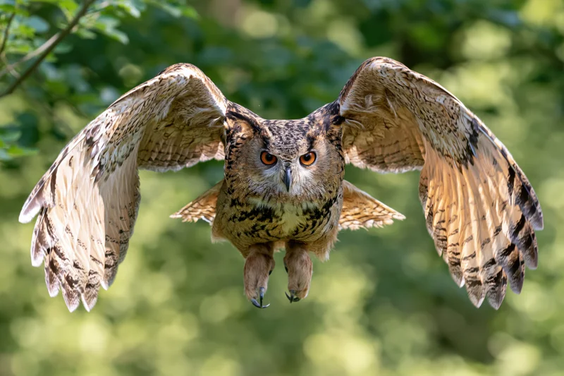 Eurasian eagle-owl flying toward camera with wings spread in forest setting