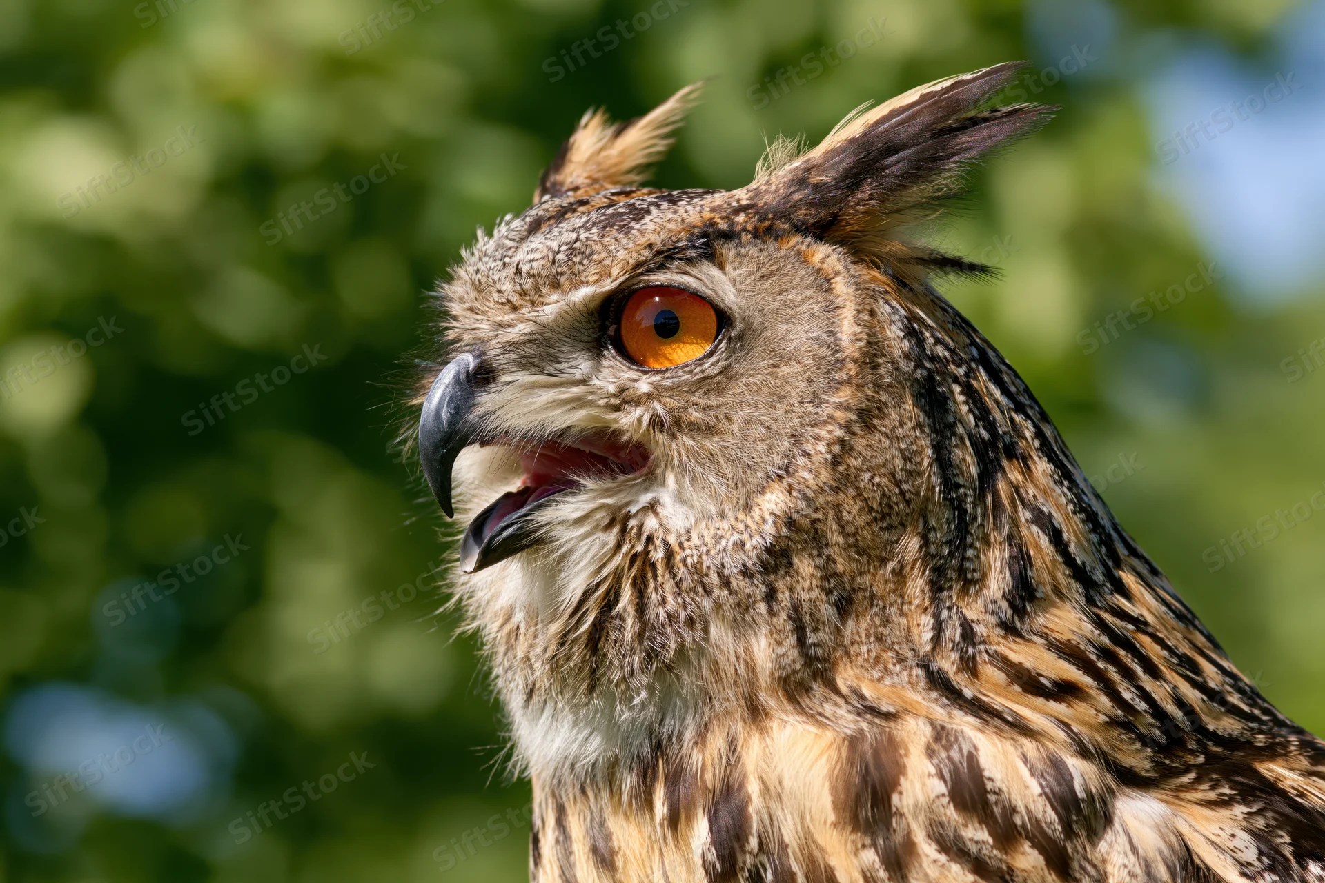 Close-up portrait of a eurasian eagle-owl with beak slightly open and intense orange eyes against a blurred green foliage background