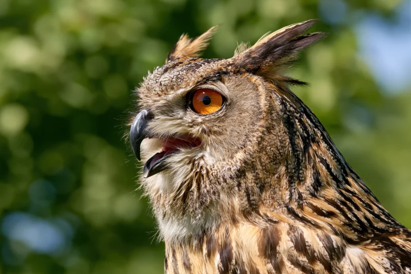 Close-up portrait of a eurasian eagle-owl with beak slightly open and intense orange eyes against a blurred green foliage background