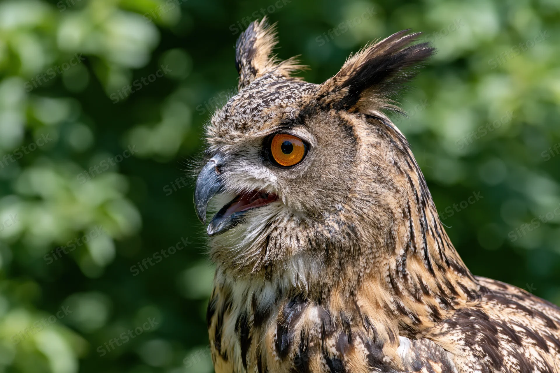 Close-up portrait of a eurasian eagle-owl with beak slightly open against green foliage background