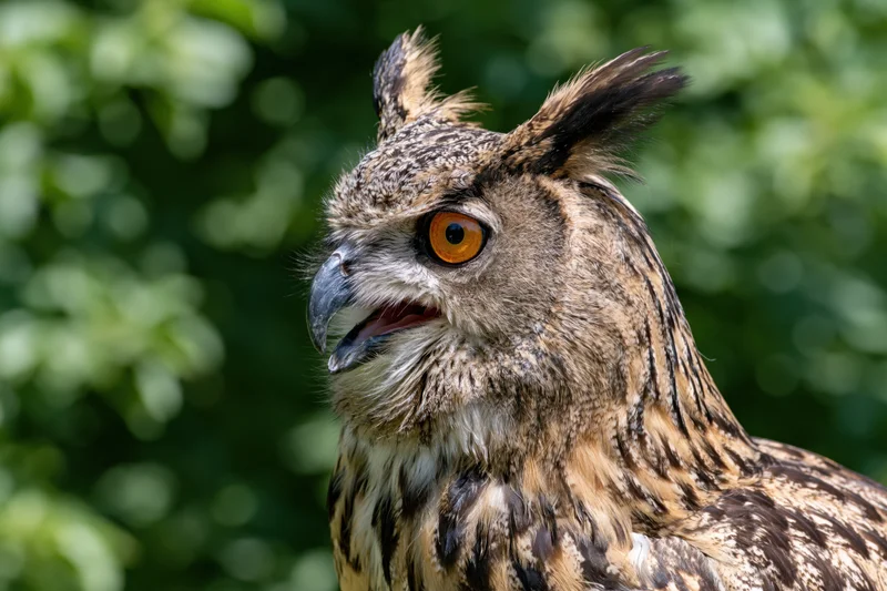 Close-up portrait of a eurasian eagle-owl with beak slightly open against green foliage background