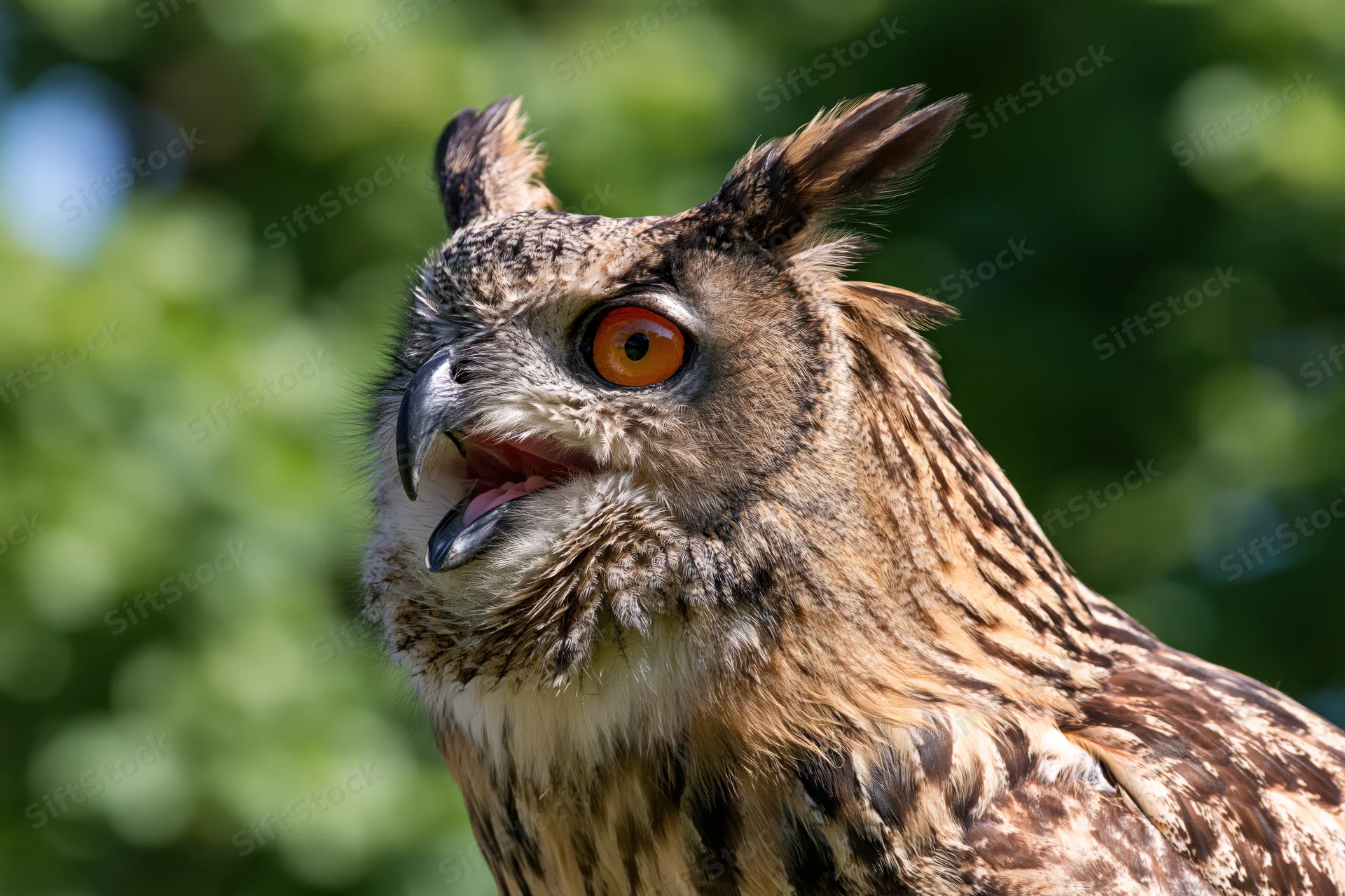 Close-up portrait of a eurasian eagle-owl with beak slightly open against green foliage background