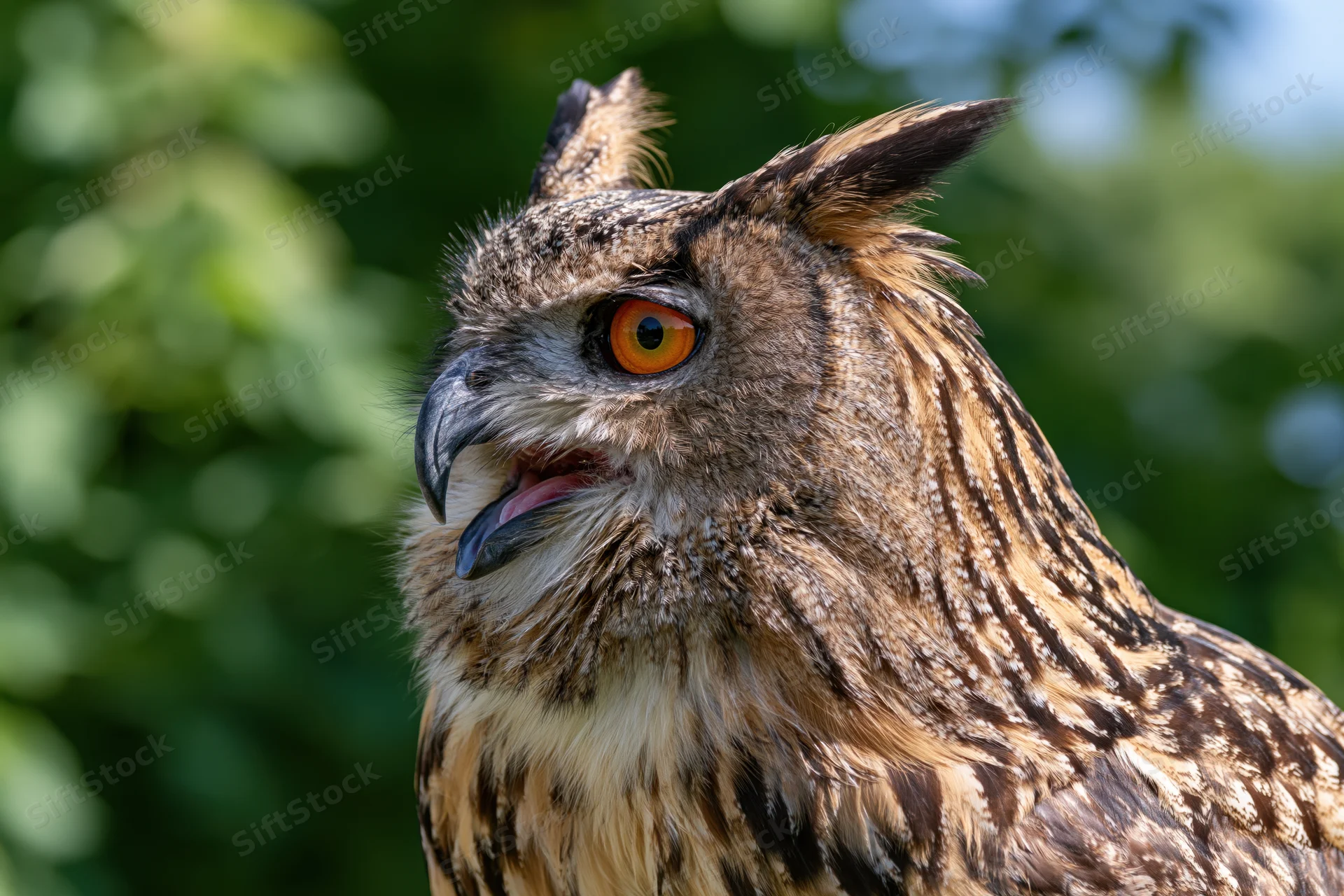 Close-up portrait of an eurasian eagle-owl with beak slightly open in a forest setting