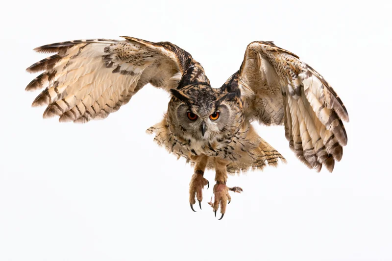 Eurasian eagle-owl in mid-flight with wings fully spread and talons extended against white background