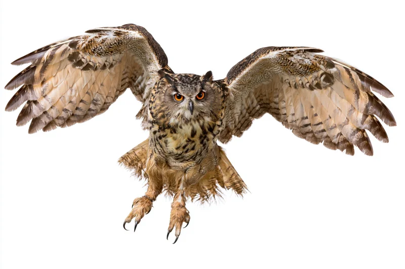 Eurasian eagle-owl in mid-flight with wings spread and talons extended against white background