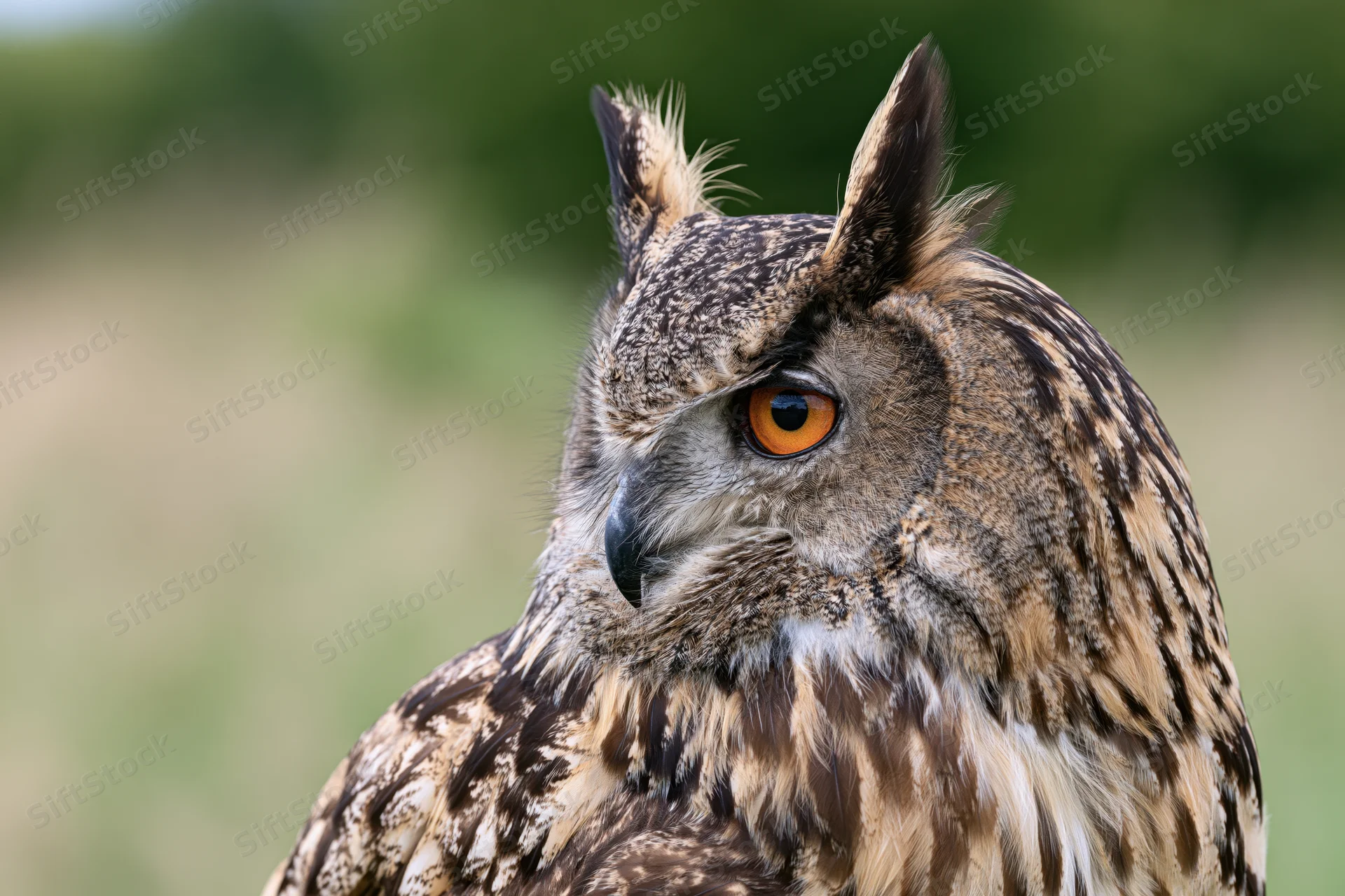 Eurasian eagle-owl in three-quarter profile head portrait with orange eyes and feathered tufts against blurred green background