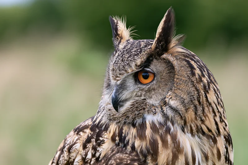 Eurasian eagle-owl in three-quarter profile head portrait with orange eyes and feathered tufts against blurred green background