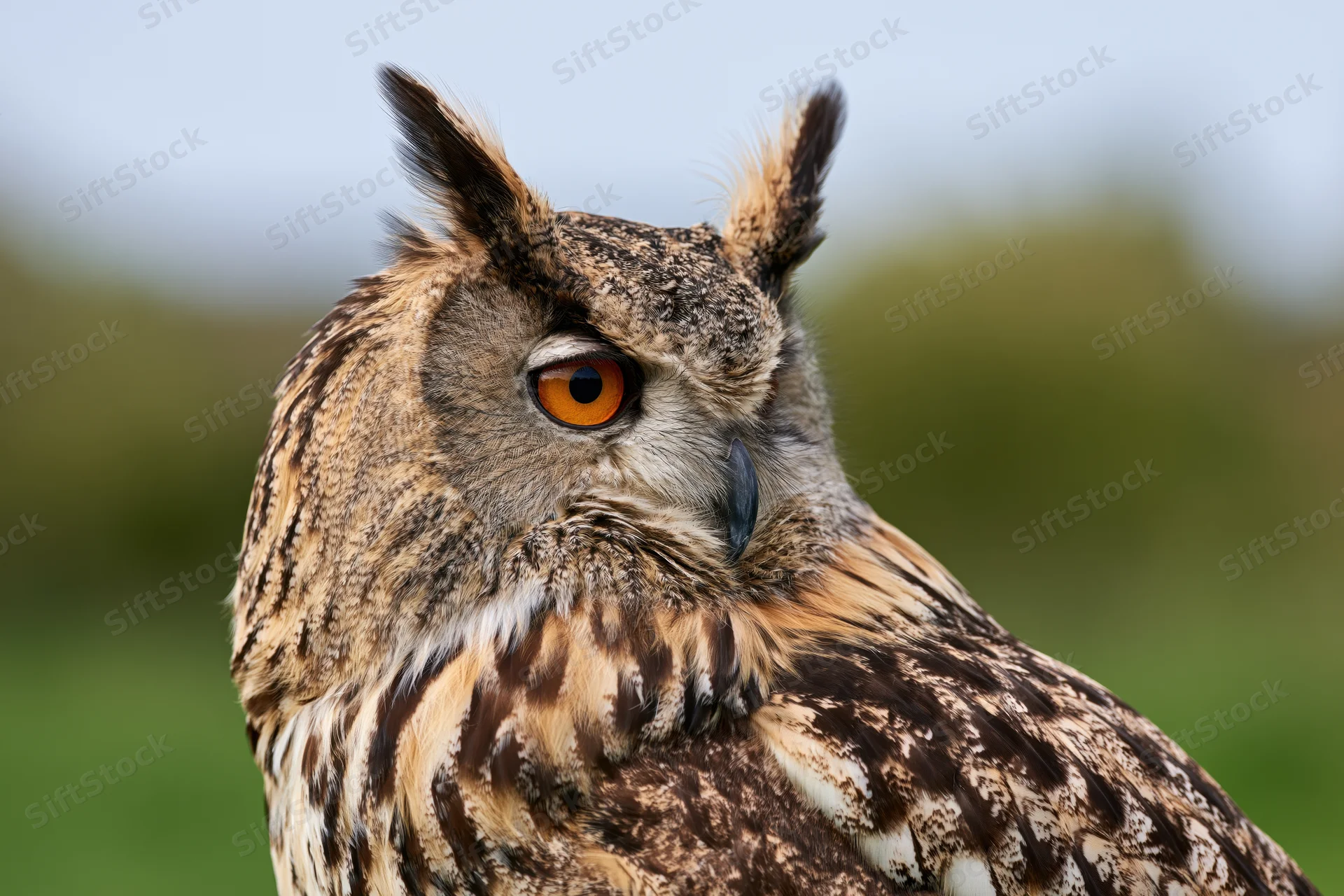 Eurasian eagle-owl in three-quarter profile head portrait with orange eyes and feather tufts against blurred green background