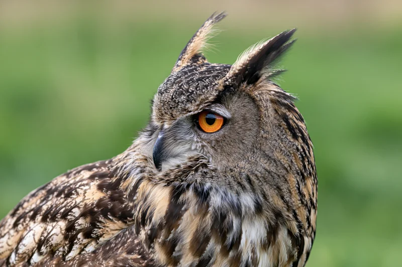 Eurasian eagle-owl in three-quarter profile head portrait with orange eyes against blurred green background