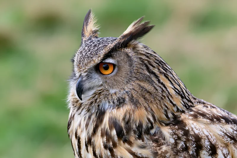 Eurasian eagle-owl in three-quarter profile head portrait with tufted feathers and orange eyes against blurred green background