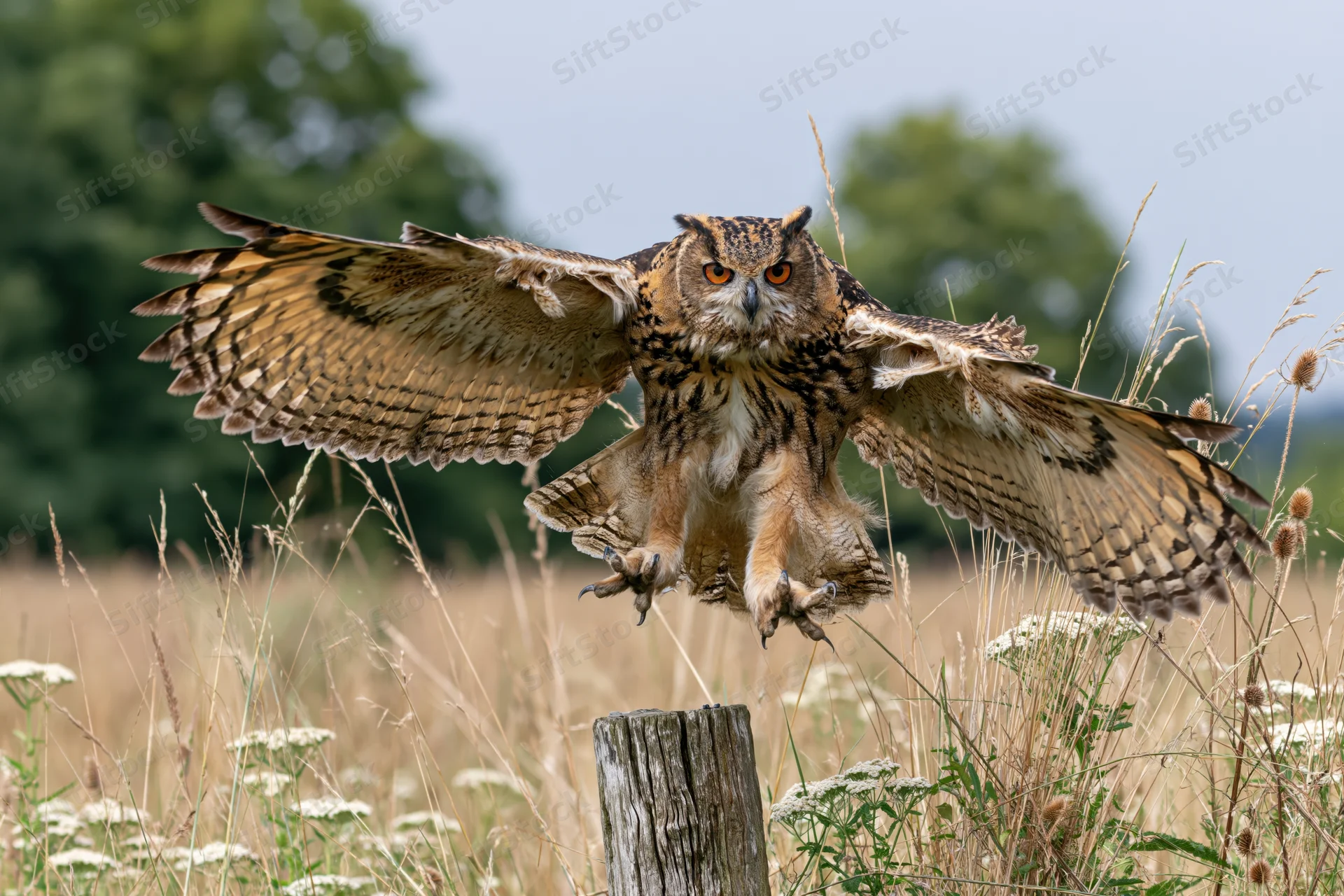 Eurasian eagle-owl landing on a weathered wooden post in a grassy field