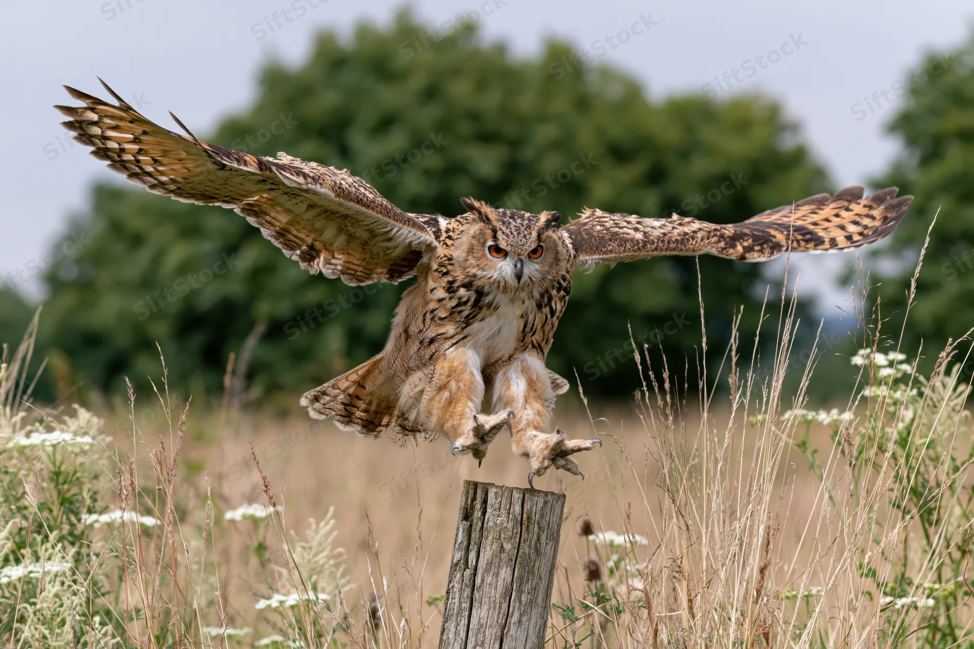 Eurasian eagle-owl landing on a weathered wooden post in a grassy field