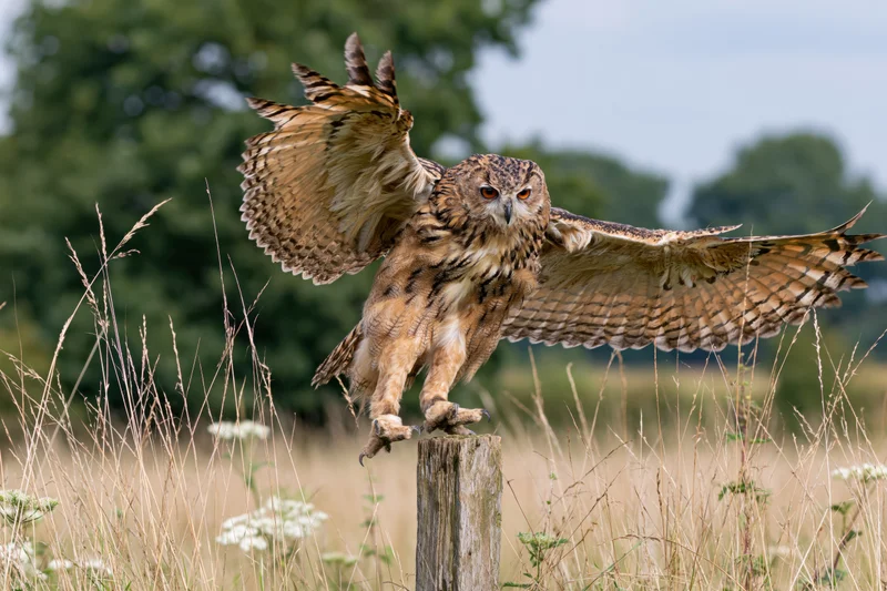 Eurasian eagle-owl landing on a weathered wooden post in a grassy field