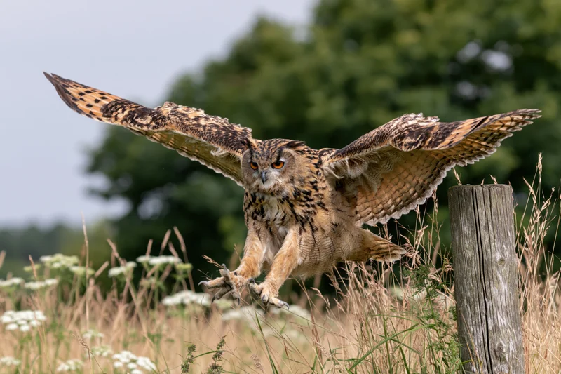 Eurasian eagle-owl landing with wings spread on a weathered wooden post in a grassy field