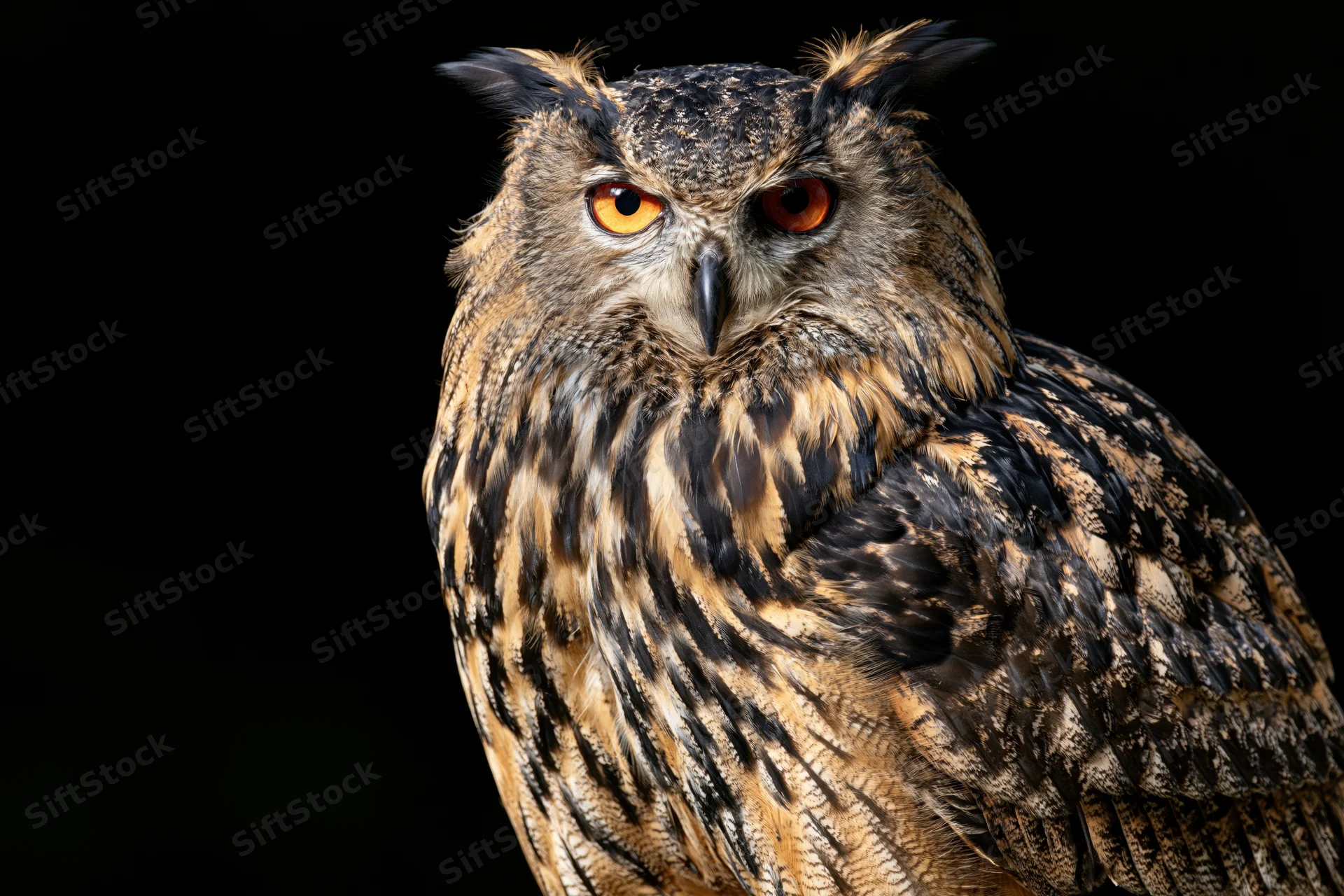 Eurasian eagle-owl perched and staring directly into camera against black background