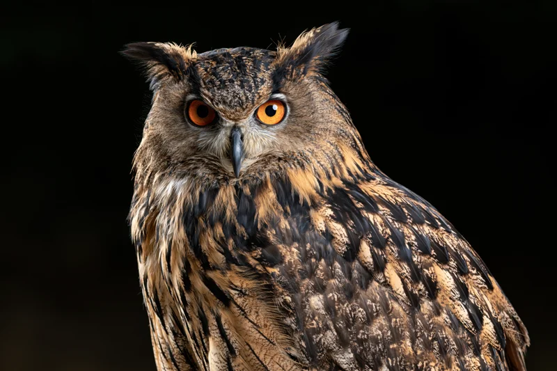 Eurasian eagle-owl perched and staring directly into camera with intense orange eyes against dark background