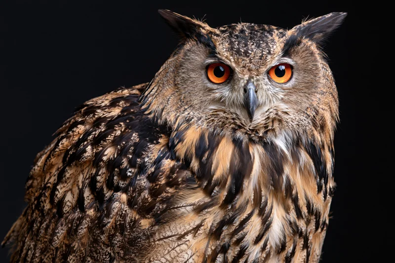Eurasian eagle-owl perched and staring directly into camera against dark background