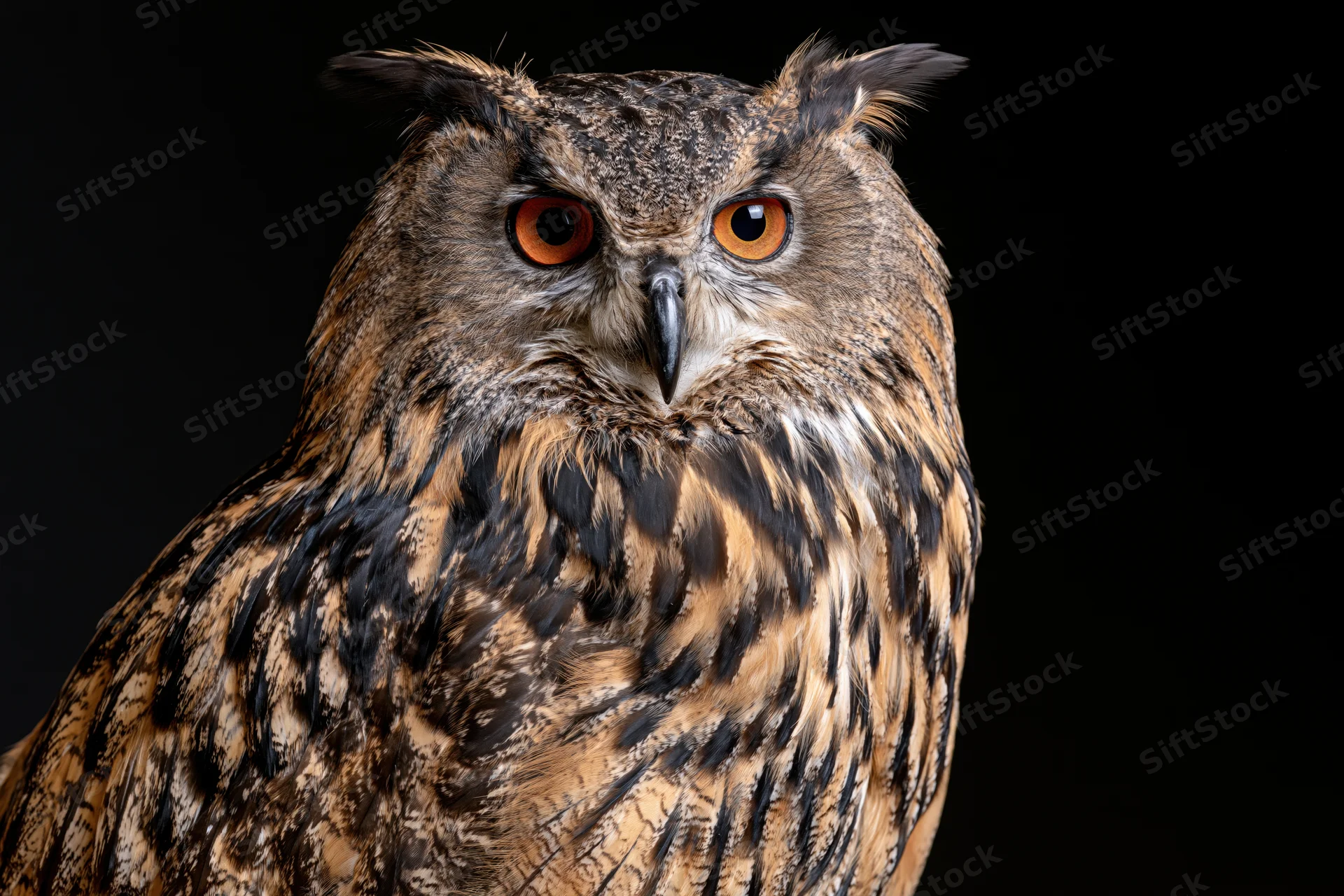 Eurasian eagle-owl perched and staring directly into camera against dark background