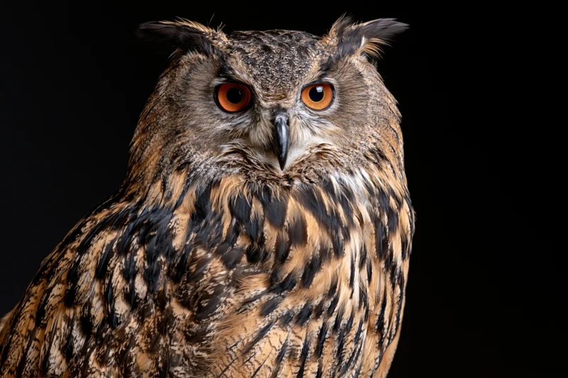 Eurasian eagle-owl perched and staring directly into camera against dark background