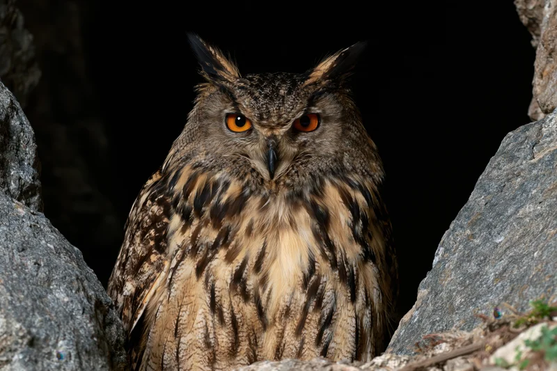 Eurasian eagle-owl perched motionless between dark granite rocks in a cave crevice