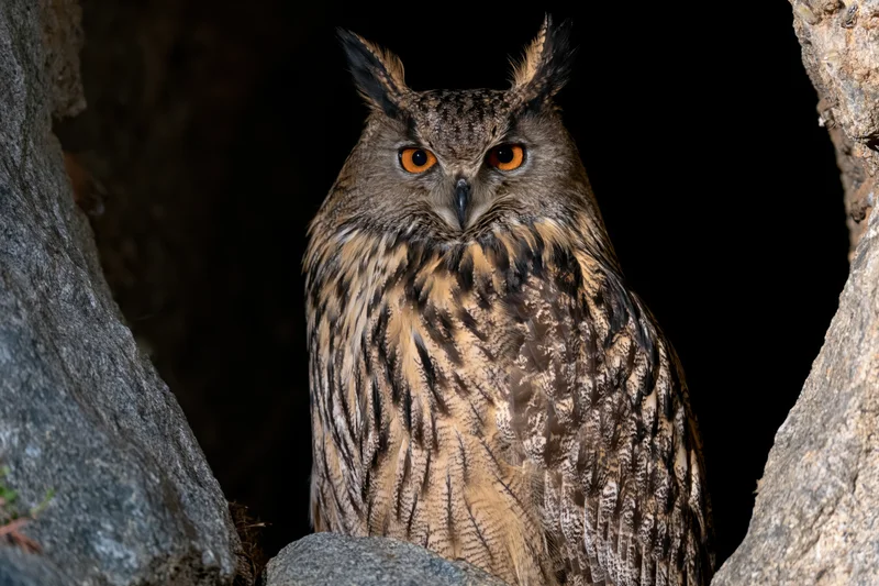 Eurasian eagle-owl perched motionless between dark granite rocks in a cave crevice